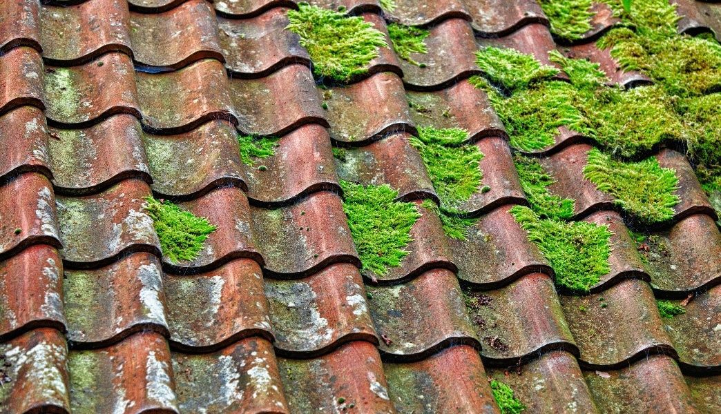 moss on your roof